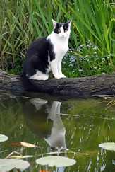 cat