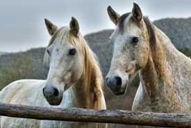 two horses