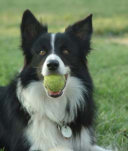 Dog - image