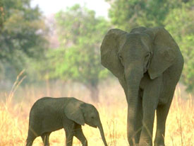 animals image