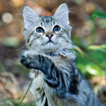 img:cat